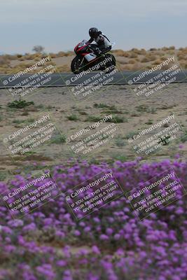 media/Jan-14-2023-SoCal Trackdays (Sat) [[497694156f]]/Turn 14 Exit Bloomig (145pm)/